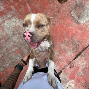 Meet your Posher, Dan